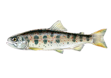 マス サケ の画像素材 魚介 食べ物の写真素材ならイメージナビ