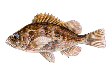 メバル の画像素材 魚介 食べ物の写真素材ならイメージナビ