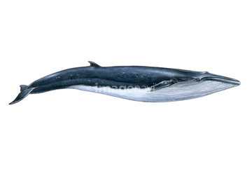 クジラ の画像素材 海の動物 生き物の写真素材ならイメージナビ