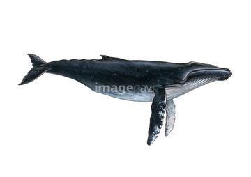 クジラ の画像素材 海の動物 生き物の写真素材ならイメージナビ