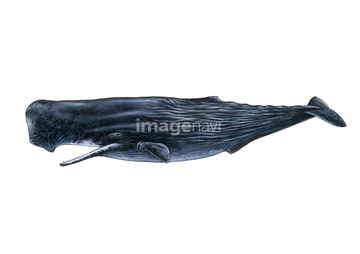 クジラ マッコウクジラ の画像素材 海の動物 生き物の写真素材ならイメージナビ
