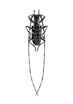 昆虫 カミキリムシ イラスト の画像素材 生き物 イラスト Cgのイラスト素材ならイメージナビ