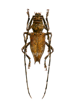 昆虫 カミキリムシ イラスト の画像素材 生き物 イラスト Cgのイラスト素材ならイメージナビ