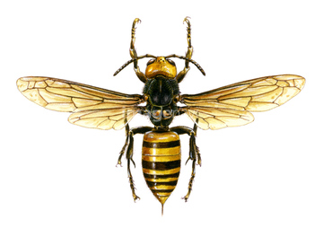 スズメバチ 図鑑 の画像素材 生き物 イラスト Cgの写真素材ならイメージナビ