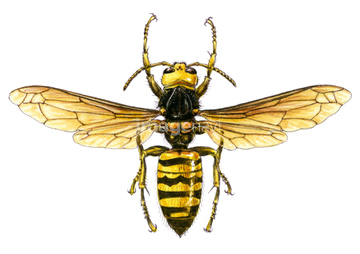 スズメバチ 羽根 体の部分 の画像素材 生き物 イラスト Cgの写真素材ならイメージナビ