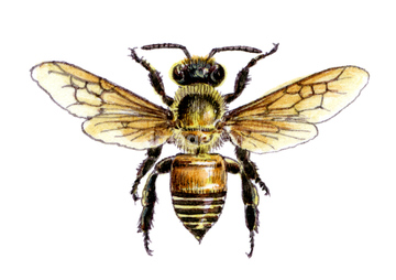 ミツバチ の画像素材 虫 昆虫 生き物の写真素材ならイメージナビ