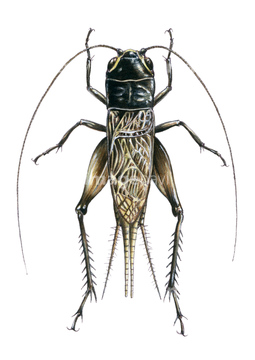 エンマコオロギ の画像素材 虫 昆虫 生き物の写真素材ならイメージナビ