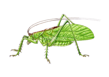 生き物 虫 昆虫 バッタ キリギリス類 の画像素材 写真素材ならイメージナビ