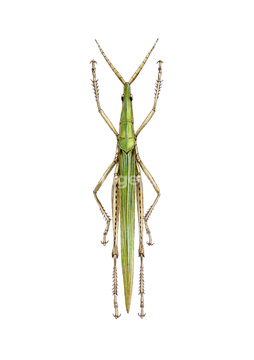 ショウリョウバッタ の画像素材 虫 昆虫 生き物の写真素材ならイメージナビ