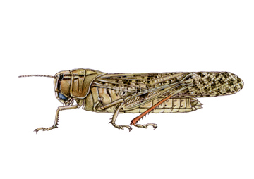 トノサマバッタ の画像素材 虫 昆虫 生き物の写真素材ならイメージナビ