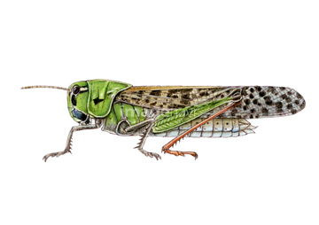 バッタ 1匹 の画像素材 虫 昆虫 生き物の写真素材ならイメージナビ