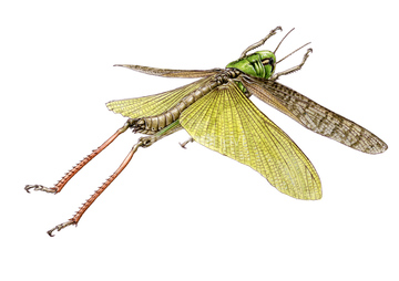 昆虫 バッタ トノサマバッタ の画像素材 虫 昆虫 生き物の写真素材ならイメージナビ