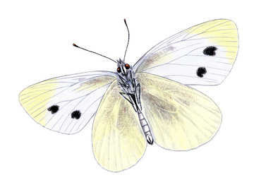 モンシロチョウ の画像素材 虫 昆虫 生き物の写真素材ならイメージナビ