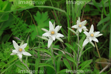 レブンウスユキソウ の画像素材 花 植物の写真素材ならイメージナビ