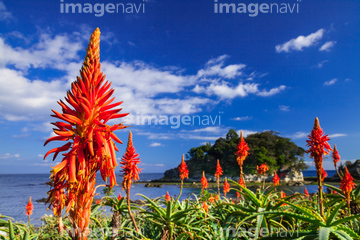 アロエ 花 の画像素材 その他植物 花 植物の写真素材ならイメージナビ