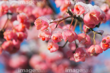 マユミ の画像素材 その他植物 花 植物の写真素材ならイメージナビ