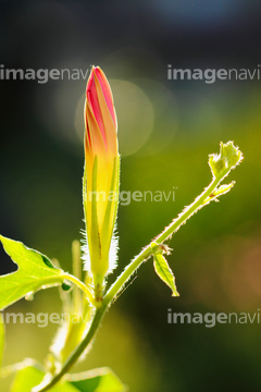 アサガオ つぼみ の画像素材 花 植物の写真素材ならイメージナビ