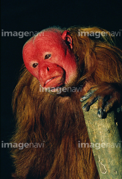 赤い顔 の画像素材 ライフスタイル イラスト Cgの写真素材ならイメージナビ