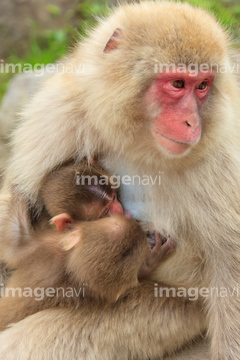 子猿 の画像素材 陸の動物 生き物の写真素材ならイメージナビ