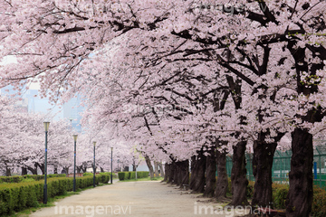 切り抜き素材特集 背景素材 桜 桜の木 夏 の画像素材 春 夏の行事 行事 祝い事の写真素材ならイメージナビ
