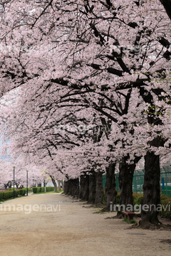 切り抜き素材特集 背景素材 桜 桜の木 夏 の画像素材 春 夏の行事 行事 祝い事の写真素材ならイメージナビ
