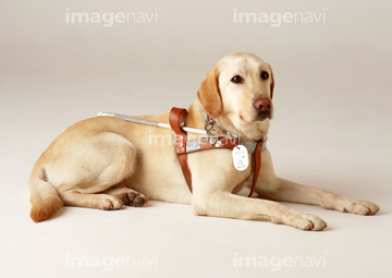 盲導犬 の画像素材 医療 イラスト Cgの写真素材ならイメージナビ