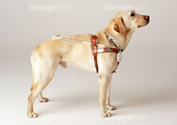 盲導犬 の画像素材 医療 イラスト Cgの写真素材ならイメージナビ