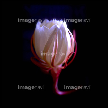 月下美人 の画像素材 花 植物の写真素材ならイメージナビ
