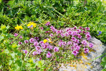 草 花 ツツジ アルペンローゼ の画像素材 花 植物の写真素材ならイメージナビ