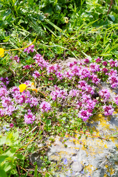 草 花 ツツジ アルペンローゼ の画像素材 花 植物の写真素材ならイメージナビ