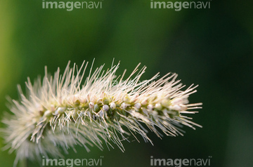 エノコログサ の画像素材 その他植物 花 植物の写真素材ならイメージナビ