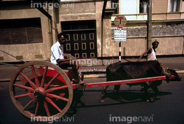 牛車 の画像素材 日本 国 地域の写真素材ならイメージナビ