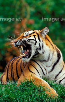 トラ 野生 の画像素材 陸の動物 生き物の写真素材ならイメージナビ