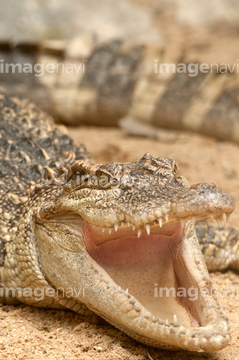 ワニ の画像素材 爬虫類 両生類 生き物の写真素材ならイメージナビ