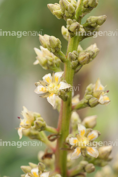 マンゴーの花 の画像素材 その他植物 花 植物の写真素材ならイメージナビ