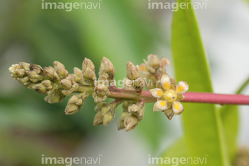 マンゴーの花 の画像素材 その他植物 花 植物の写真素材ならイメージナビ