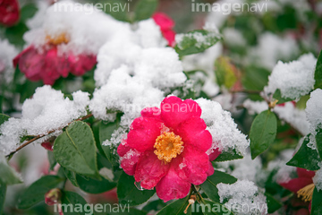 雪 椿 カンツバキ の画像素材 樹木 花 植物の写真素材ならイメージナビ