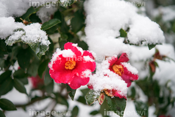 雪 椿 カンツバキ の画像素材 樹木 花 植物の写真素材ならイメージナビ