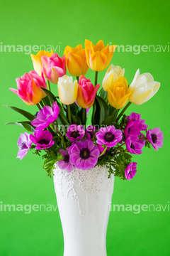 アネモネ 花 チューリップ の画像素材 誕生日 行事 祝い事の写真素材ならイメージナビ