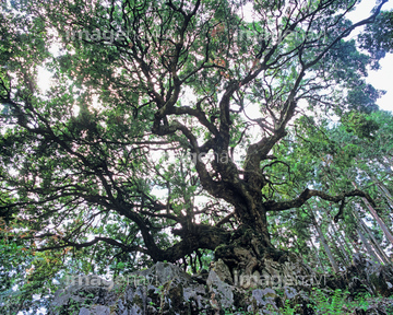 樫の木 の画像素材 葉 花 植物の写真素材ならイメージナビ