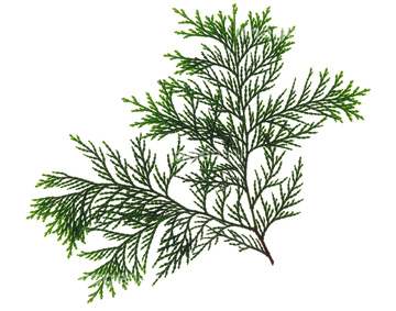 ヒノキ の画像素材 樹木 花 植物の写真素材ならイメージナビ