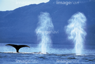 クジラ 潮吹き の画像素材 海の動物 生き物の写真素材ならイメージナビ
