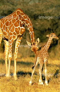 キリン模様 の画像素材 陸の動物 生き物の写真素材ならイメージナビ