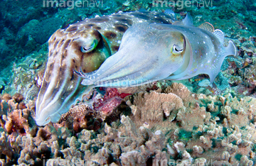 生き物 海の動物 イカ タコ の画像素材 写真素材ならイメージナビ