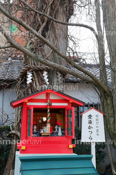 愛染かつら の画像素材 樹木 花 植物の写真素材ならイメージナビ