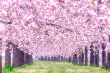季節の写真 桜 写真 の画像素材 花 植物の写真素材ならイメージナビ