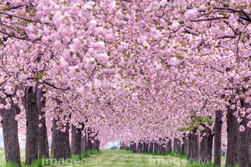 千曲川ふれあい公園 の画像素材 樹木 花 植物の写真素材ならイメージナビ