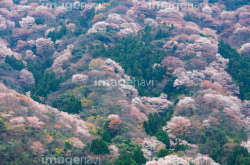 ヤマザクラ 神子の山桜 の画像素材 樹木 花 植物の写真素材ならイメージナビ