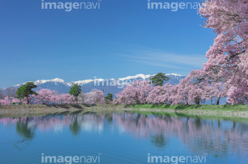 六道堤の桜 の画像素材 花 植物の写真素材ならイメージナビ