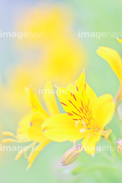 サッポロさとらんど 黄色 の画像素材 花 植物の写真素材ならイメージナビ